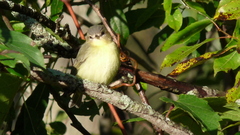Vireo philadelphicus