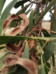 Acacia melanoxylon