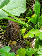 Morchella angusticeps