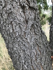 Acacia melanoxylon