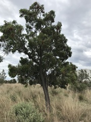 Acacia melanoxylon