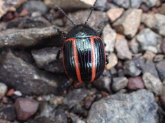 Deuterocampta quadrijuga
