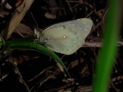 Colias lesbia