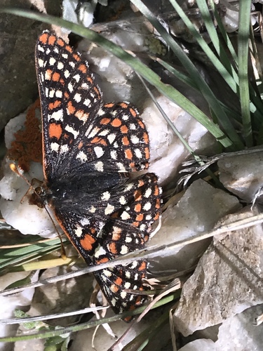 Occidryas anicia maria