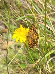 Lycaena 'canterbury common copper'