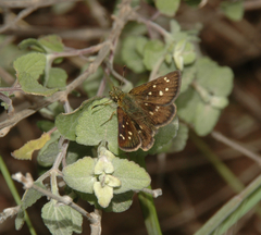 Piruna gyrans