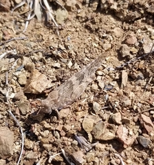 Trimerotropis occidentalis