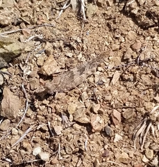 Trimerotropis occidentalis