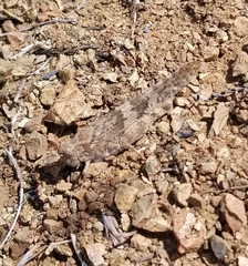 Trimerotropis occidentalis