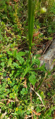 Sisyrinchium rosulatum