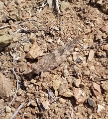 Trimerotropis occidentalis