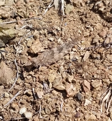 Trimerotropis occidentalis