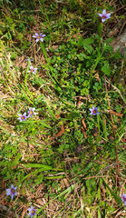 Sisyrinchium rosulatum