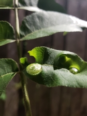 Phylloxera notabilis