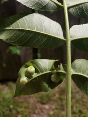 Phylloxera notabilis