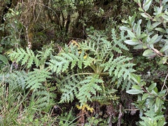 Cirsium subcoriaceum image