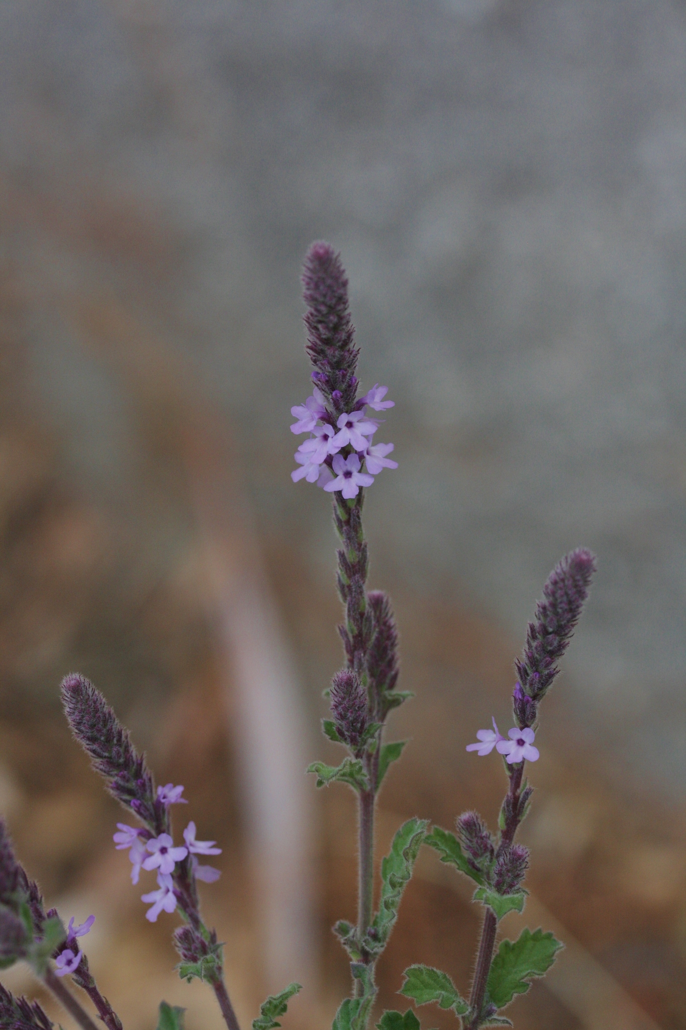 Verbena lasiostachys var. scabrida