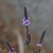 Verbena lasiostachys scabrida - Photo 由 James Bailey 所上傳的 (c) James Bailey，保留部份權利CC BY-NC