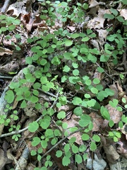 Thalictrum arkansanum
