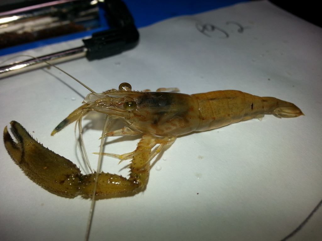 Caribbean longarm shrimp