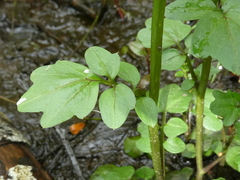 Cardamine breweri orbicularis