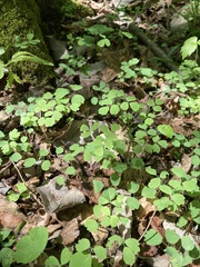 Thalictrum arkansanum