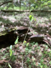 Thalictrum arkansanum