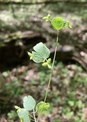 Thalictrum arkansanum