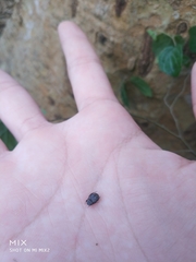 Dasyvalgus formosanus