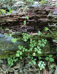 Thalictrum arkansanum