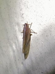 Stenocranus dorsalis