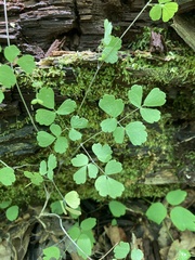 Thalictrum arkansanum