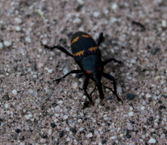 Cactophagus spinolae
