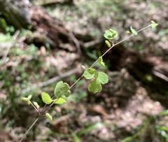 Thalictrum arkansanum