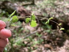 Thalictrum arkansanum