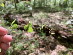 Thalictrum arkansanum