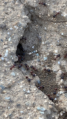Pogonomyrmex rugosus