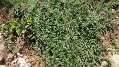 Jacquemontia paniculata