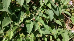 Jacquemontia paniculata