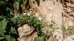 Jacquemontia paniculata