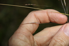 Chrysopogon sylvaticus