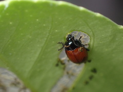 Podagricomela