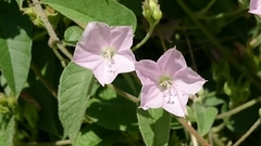 Jacquemontia paniculata
