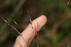 Chrysopogon sylvaticus