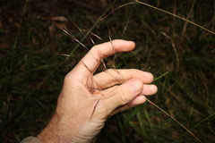 Chrysopogon sylvaticus