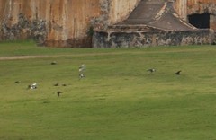Columba livia domestica