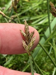 Carex tumulicola