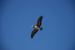 Pelecanus occidentalis