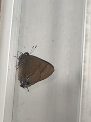 Rapala varuna formosana