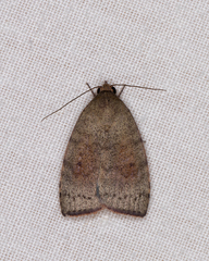 Austrocarea iocephala